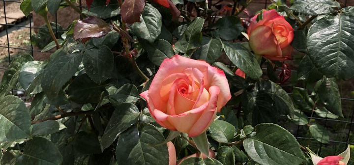 月季花扦插方法和时间,月季花的扦插时间与方法 月季花扦插方法和时间,月季花的扦插时间与方法