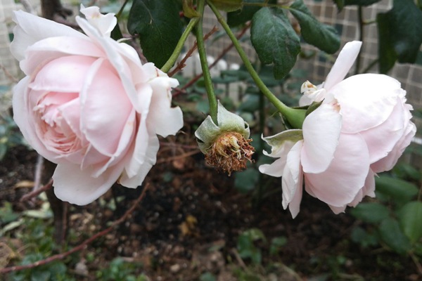 1706834048312470.jpg 1544234628485919.jpg