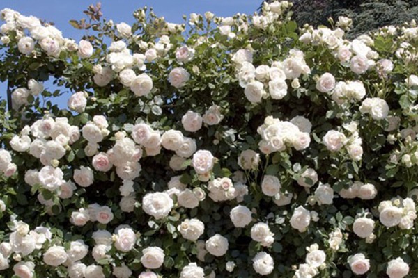 灌木月季与藤本月季的区别