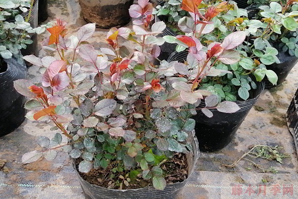 月季新叶为什么有的是红的,有的是绿的? 月季新叶为什么有的是红的,有的是绿的?