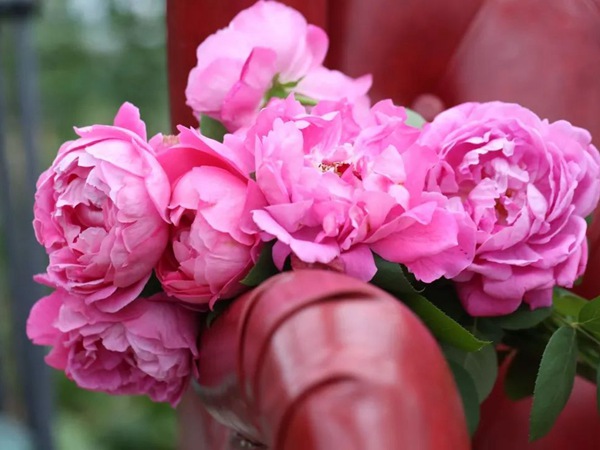 牡丹月季 牡丹月季