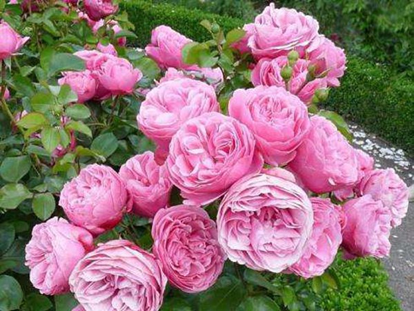 藤本月季哪个品种好？