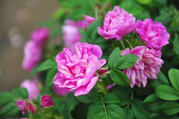 1642818572500424.jpeg 平阴玫瑰1.jpeg