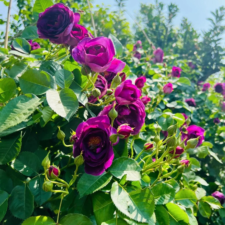 1732169114302008.jpg 比利时月季的优缺特点