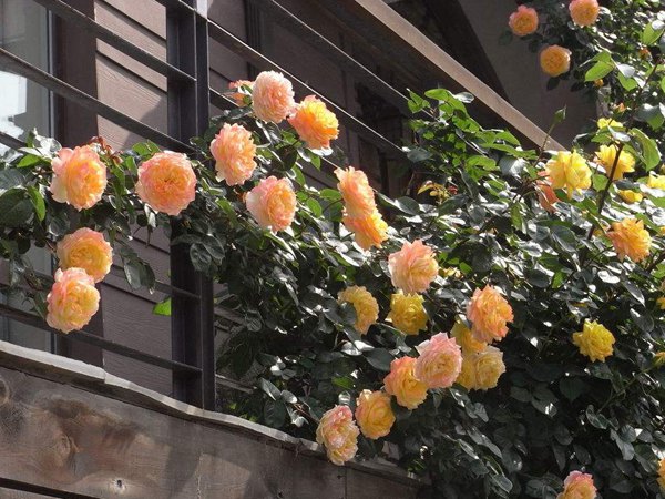 光谱和藤彩虹月季哪个好