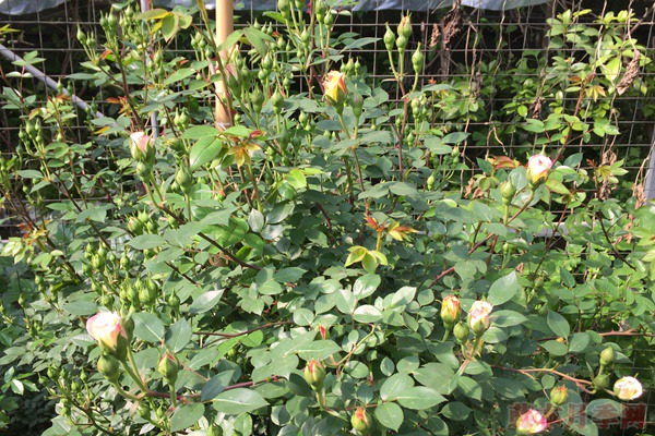 月季新叶为什么有的是红的,有的是绿的? 月季新叶为什么有的是红的,有的是绿的?