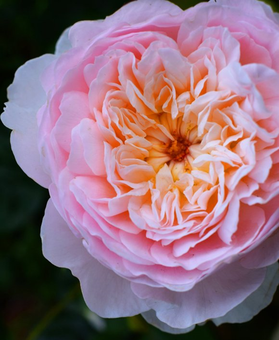 image 月季花型分类图(玫瑰)标准绽放形式图解