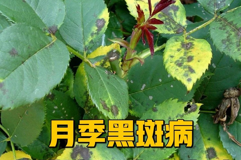 1706076671617000.jpg 月季的黑斑病怎么治疗