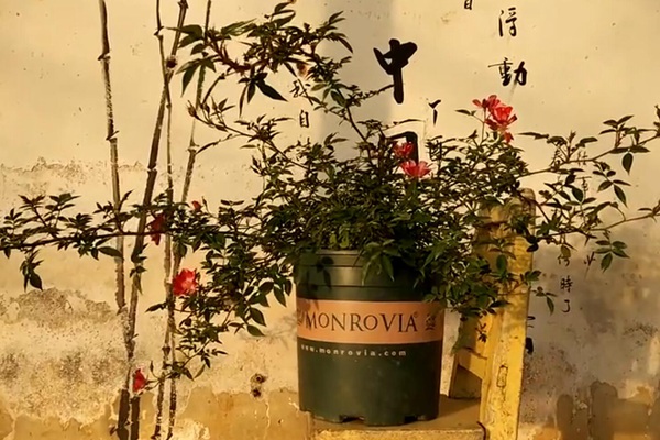 月季花期要不要施肥 月季花期要不要施肥