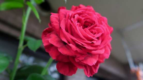 image 月季花型分类图(玫瑰)标准绽放形式图解