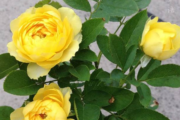 金丝雀月季的优缺点有哪些? 金丝雀月季的优缺点有哪些?