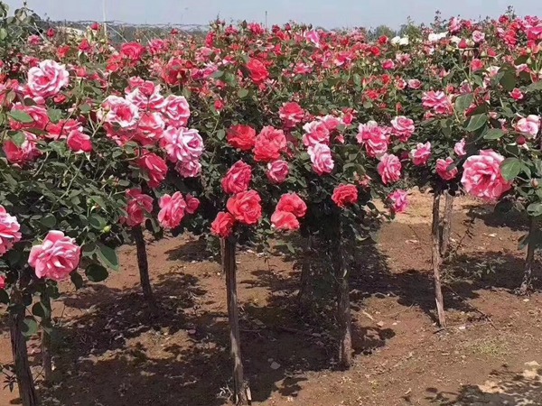 树状月季开花变少是什么原因? 树状月季开花变少是什么原因?