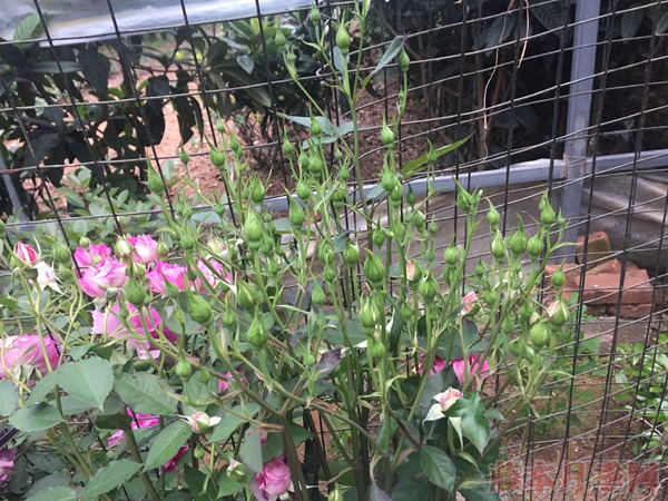 月季不开花光长枝，是怎么回事？