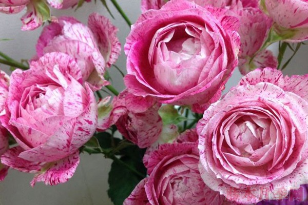 雪花肥牛 雪花肥牛