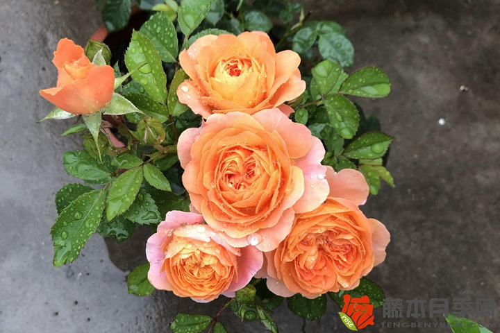 1706678283548367.jpg 刚买回来的月季怎么栽