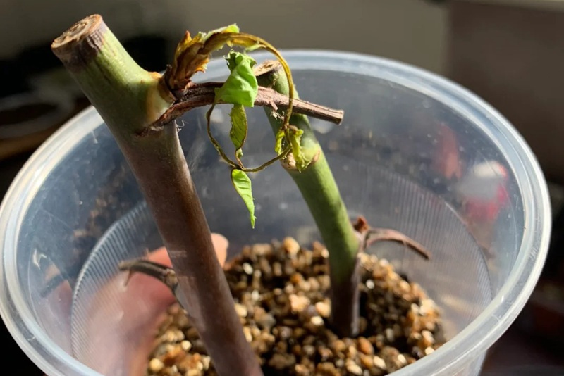 1705565349922723.jpg 月季扦插黑杆原因