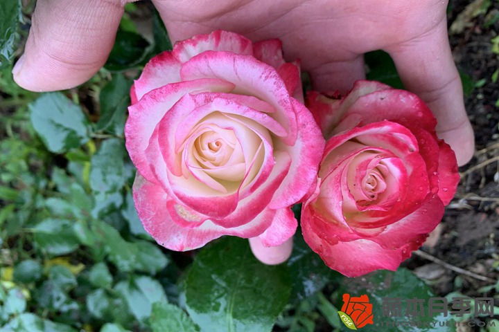 1706677616641019.jpg 月季花杀虫用什么药