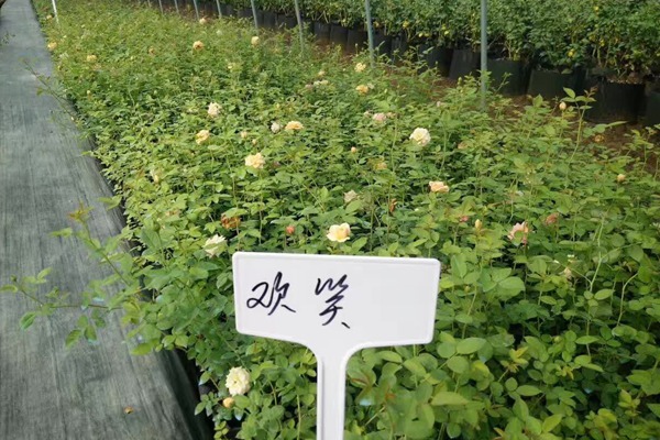 哪里有藤本月季小苗批发? 哪里有藤本月季小苗批发?