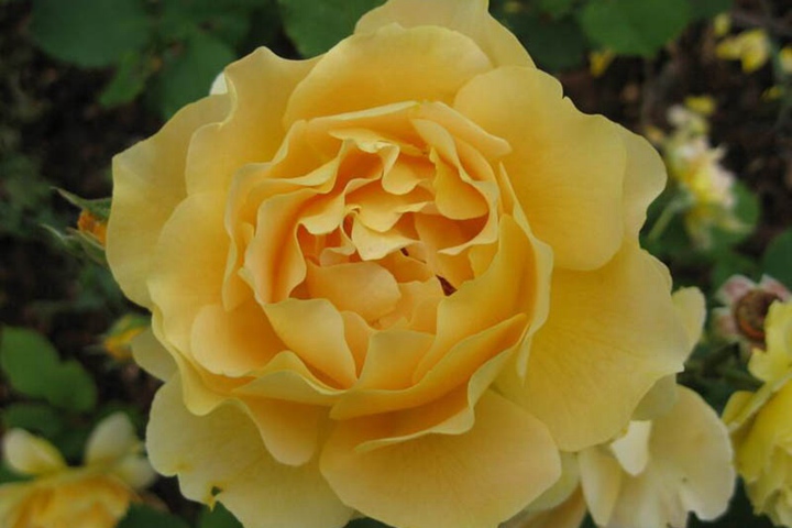 蜂蜜香水/甜蜜香水 蜂蜜香水/甜蜜香水