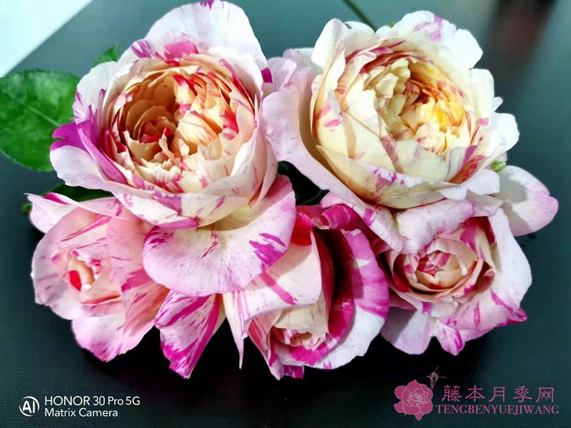 1710288183739648.jpg 藤本月季最香的十大品种都有哪些