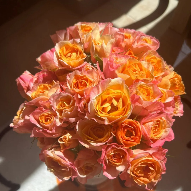 1710398627351200.jpg 彩虹月季是藤本还是灌木?