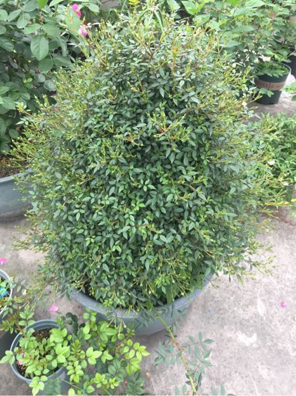 1710375536595007.jpg 垂吊效果好的月季品种推荐