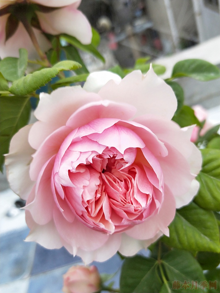 1710461697757831.jpg 莫妮卡戴维月季值得入手吗