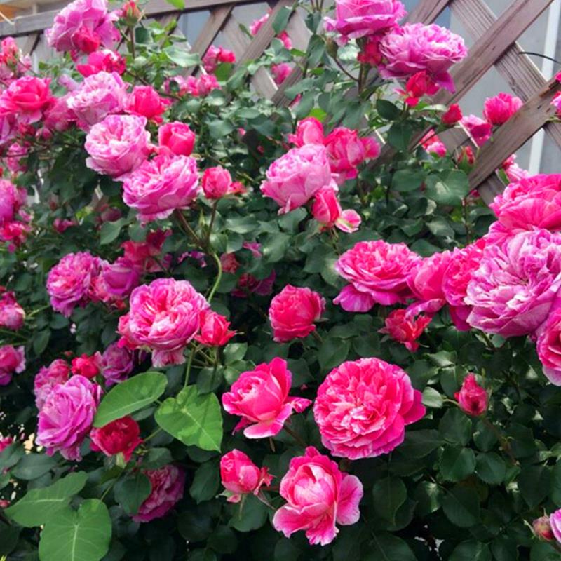 月季灌根的正确方法 月季灌根的正确方法