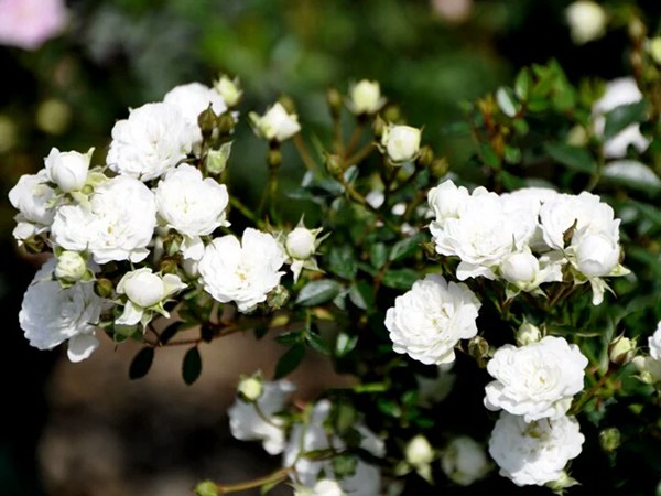 月季苗什么时候种最好 月季苗什么时候种最好