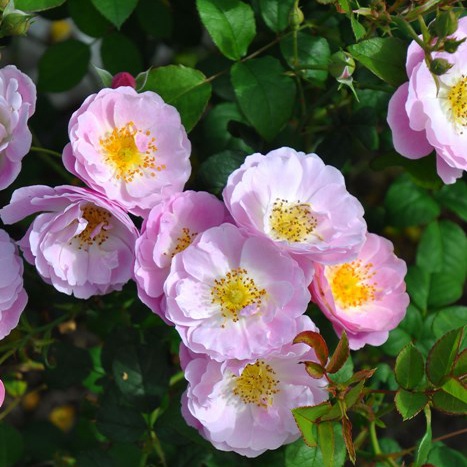 摇篮曲月季的优缺点 摇篮曲月季的优缺点