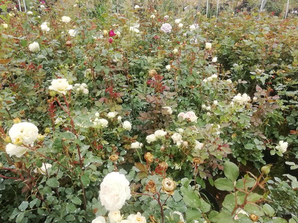 藤本月季可以生长多少年 藤本月季可以生长多少年