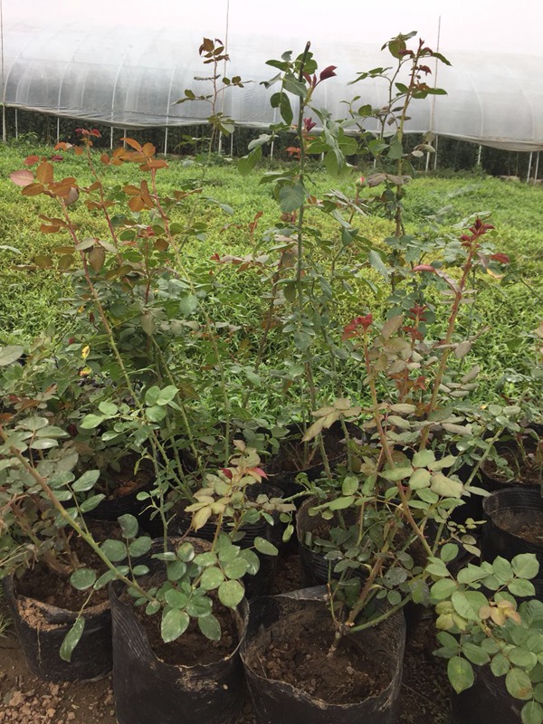 哪里能买到正宗的藤本月季? 哪里能买到正宗的藤本月季?