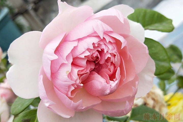 1710461721170653.jpg 莫妮卡戴维月季值得入手吗