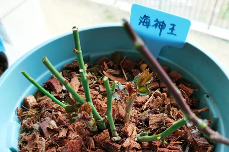 1710571485662441.jpg 海神王阳台月季冬剪留多高