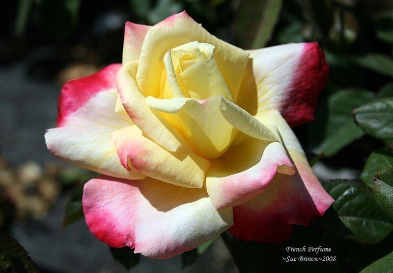 法国香水 法国香水