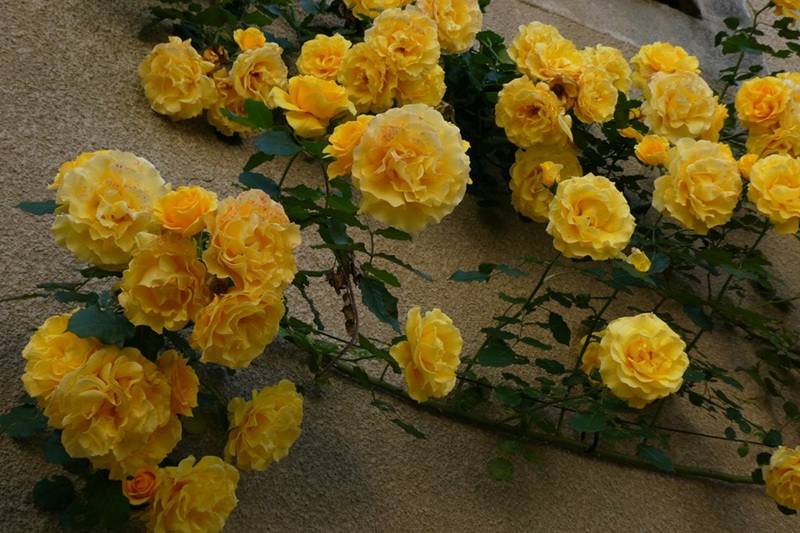 月季花叶子变黄枯萎 月季花叶子变黄枯萎