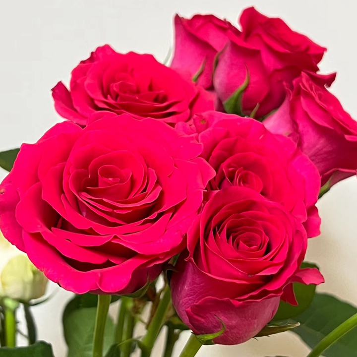 1710286370661701.jpg 弗洛伊德月季的优缺特点都有哪些?