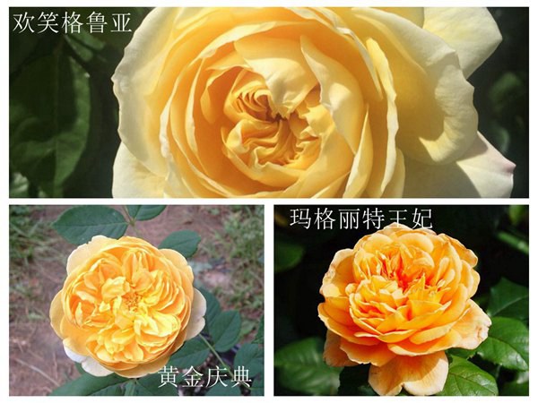 黄金庆典、欢笑格鲁亚和玛格丽特王妃怎么区分