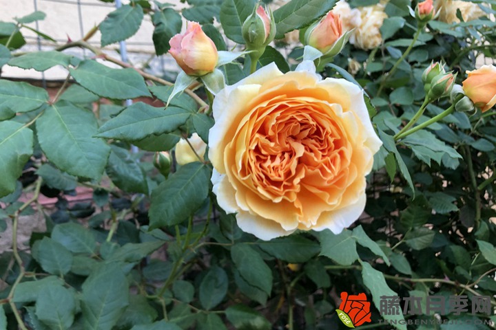 1705904430544534.jpg 怎样才能使月季的叶子肥绿