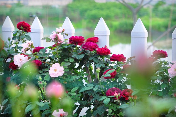 月季花的颜色是什么样的 月季花的颜色是什么样的