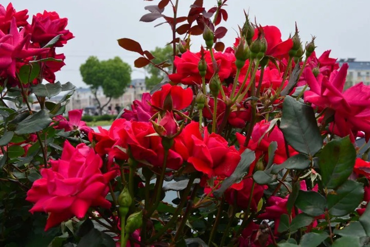 绝代佳人系列月季品种都有哪些