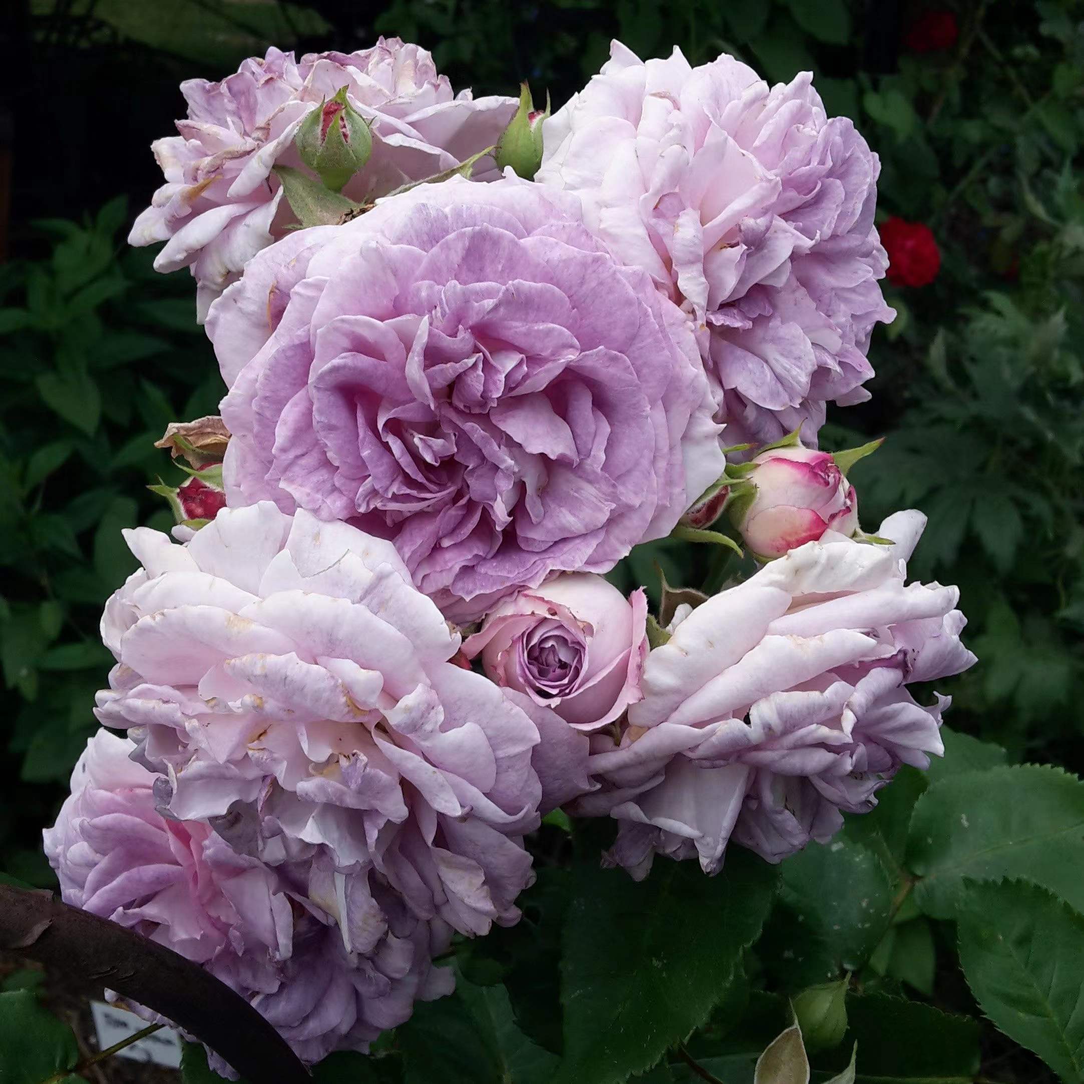 月季落叶怎么回事 月季落叶怎么回事