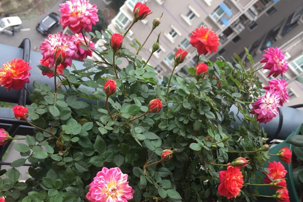 躲躲藏藏 躲躲藏藏