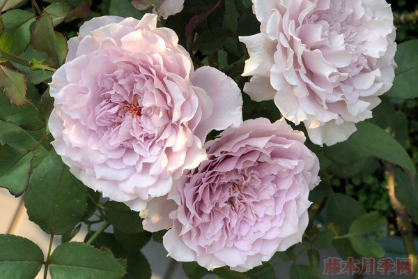 蜻蜓月季好养吗,适不适合阳台种植? 蜻蜓月季好养吗,适不适合阳台种植?