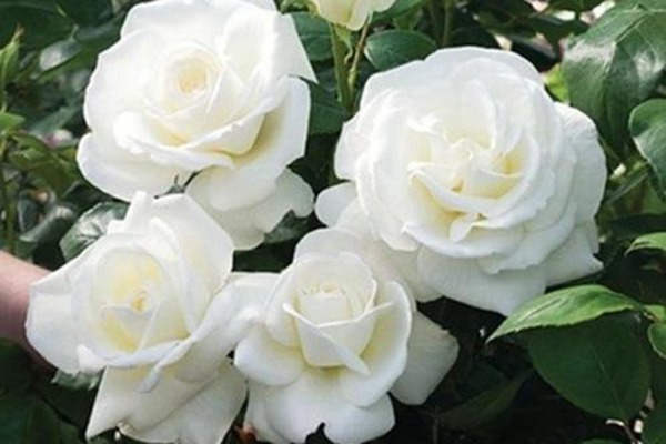 1709363421703314.jpg 1525764479177350.jpg