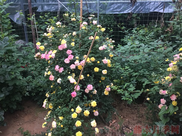 藤彩虹月季耐热吗 藤彩虹月季耐热吗