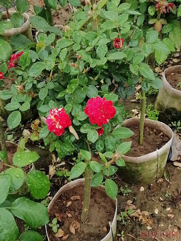 哪里有月季树卖,月季树去哪里批发 哪里有月季树卖,月季树去哪里批发