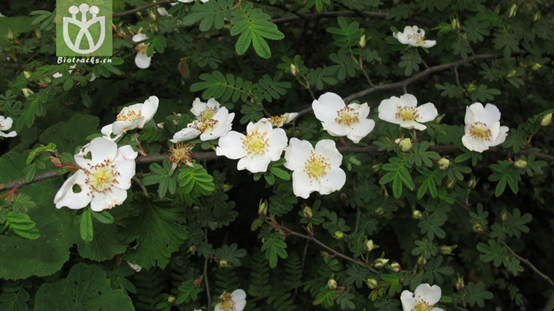 image 月季花型分类图(玫瑰)标准绽放形式图解