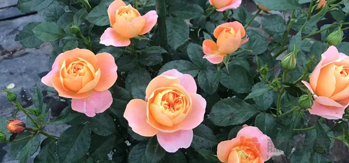 诺娃和果汁阳台月季的区别 诺娃和果汁阳台月季的区别