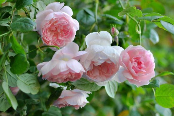 1710288919928470.jpg 藤本月季最香的十大品种都有哪些